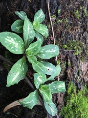 Stenorrhynchos albidomaculatum