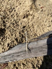 Archimantis brunneriana