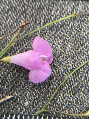 Jackson false foxglove (Agalinis filicaulis)