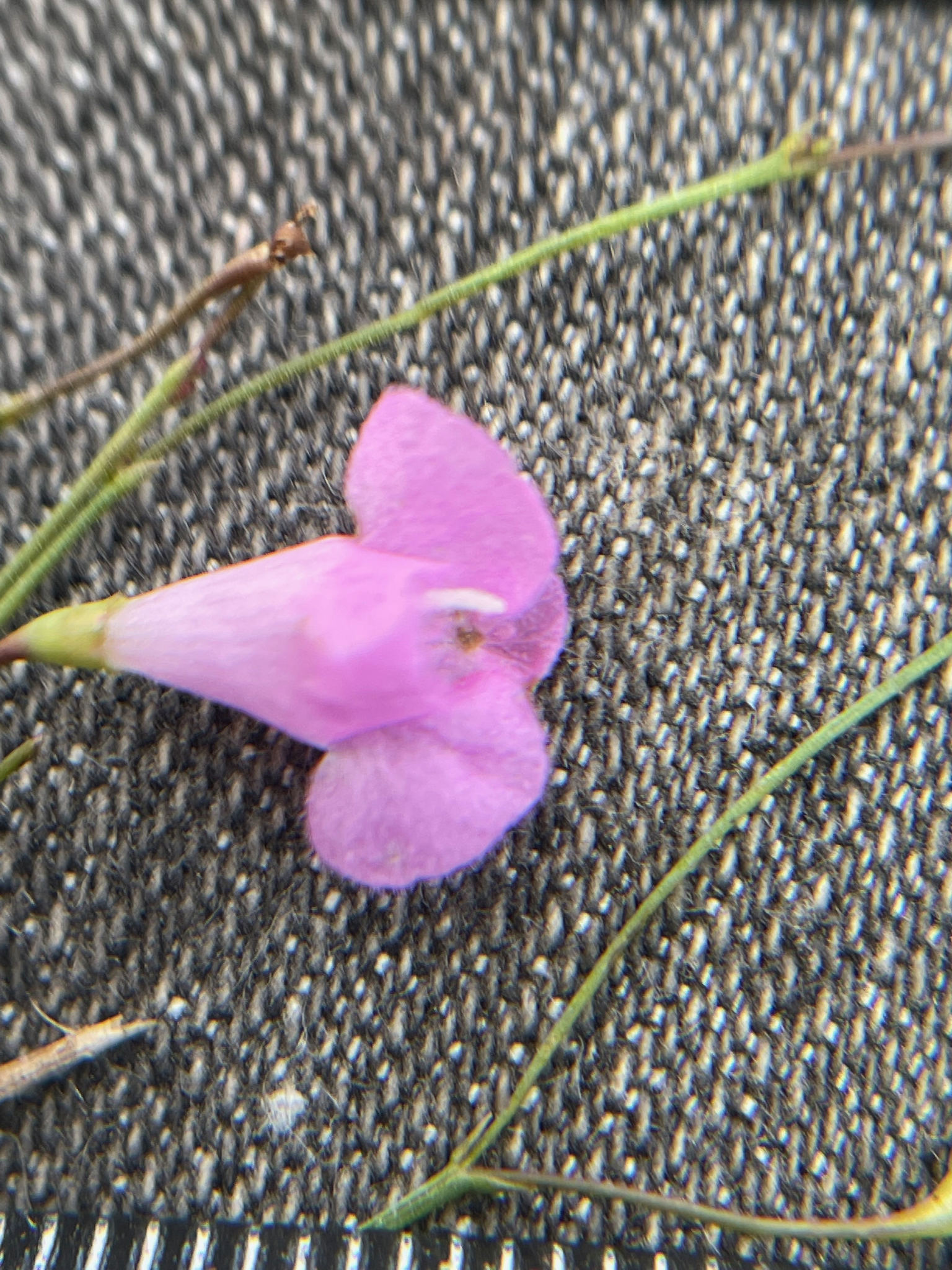 Agalinis filicaulis