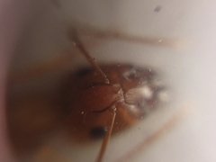 Camponotus micronesicus