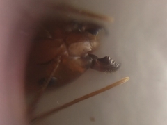 Camponotus micronesicus