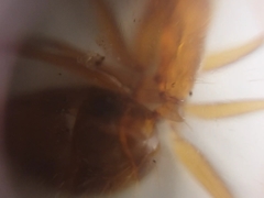 Camponotus micronesicus