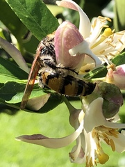 Radumeris radula