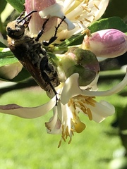 Radumeris radula