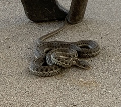 Thamnophis elegans vagrans