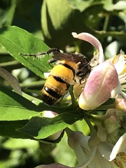 Radumeris radula