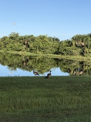 Alopochen aegyptiaca image