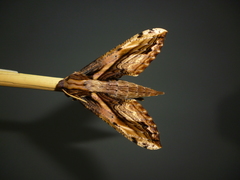 Xylophanes crenulata