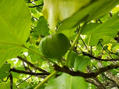 Ficus carica