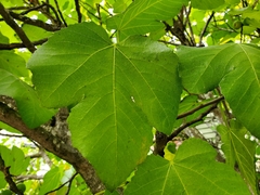 Ficus carica