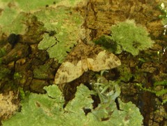 Chrysolarentia phaedra