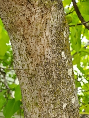 Ficus carica