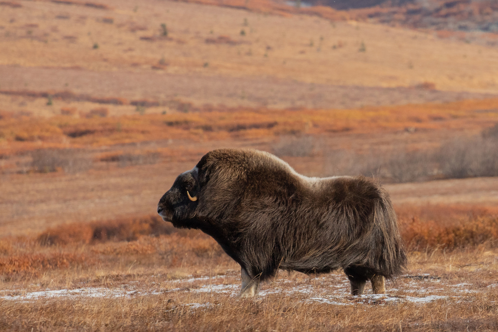 Ovibos moschatus, Área censal de Nome, Alaska, EE. UU., by airvillanueva