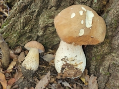 Boletus nobilissimus