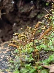 Fissidens bushii