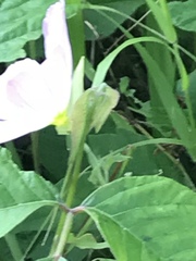 Oenothera speciosa