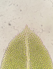 Fissidens bushii