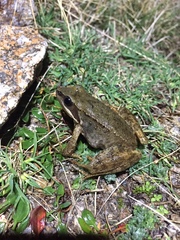 Rana iberica