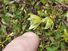 Clematis forsteri