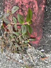 Euphorbia hirta image