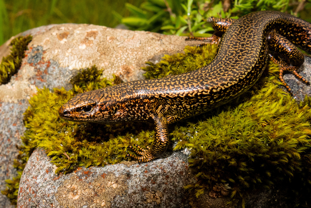 Awakopaka Skink