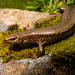 Awakopaka Skink - Photo no rights reserved, uploaded by Carey-Knox-Southern-Scales