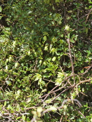 Clematis forsteri