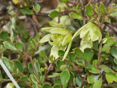 Clematis forsteri
