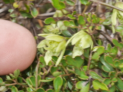 Clematis forsteri