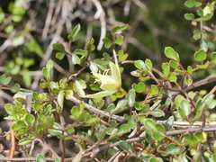 Clematis forsteri