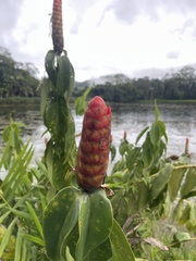 Costus spicatus