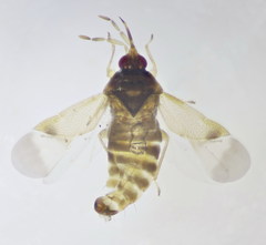 Orius laevigatus