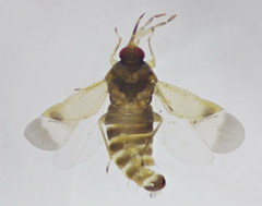 Orius laevigatus
