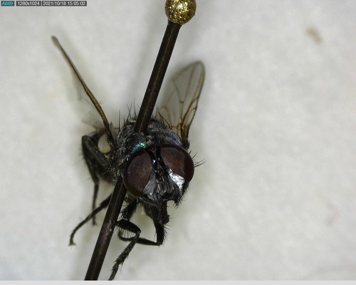 iNaturalist observation photo of Calyptrate Flies