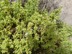 Nolana lachimbensis