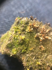 Physcomitrium immersum