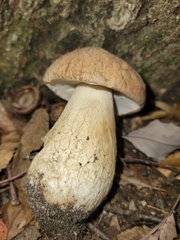 Boletus nobilissimus