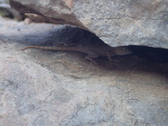 Sceloporus merriami