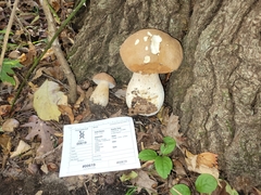 Boletus nobilissimus