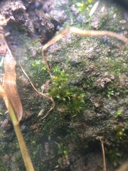 Physcomitrium immersum