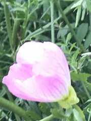 Oenothera speciosa