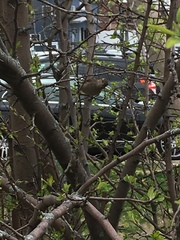Passer domesticus