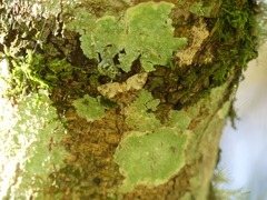 Chrysolarentia phaedra