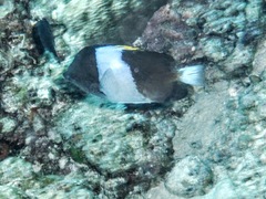 Hemitaurichthys zoster