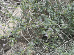 Solanum brachyantherum