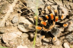 Brachypelma hamorii