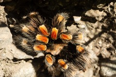 Brachypelma hamorii