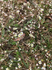 Draba verna
