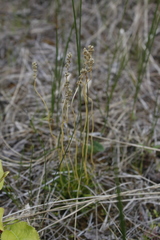 Tofieldia pusilla